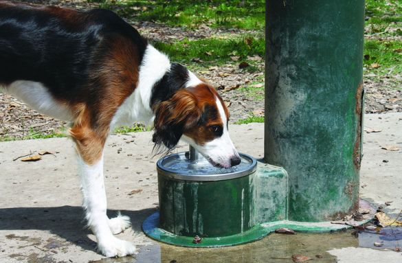 Rigby, an 11-month-old beagle-spaniel mix, drinks water to stay cool Monday at Kiwanis Park in St. Joseph. Experts are reminding pet owners to make sure pets stay cool, with high temperatures around 90 expected over the next week. (Tony Wittkowski | HP Staff Writer)